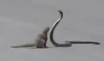 Cobra and Mongoose Fight