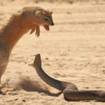 Cobra and Mongoose Battle