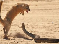 Cobra and Mongoose Battle