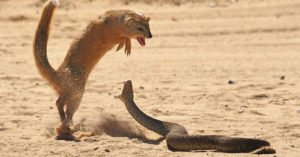 Viral Video | Cobra And Mongoose Battle In Mid Of A Road | Guess Who ...