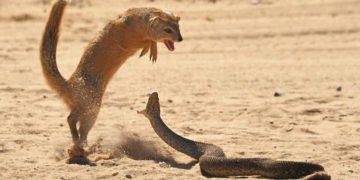 Cobra and Mongoose Battle