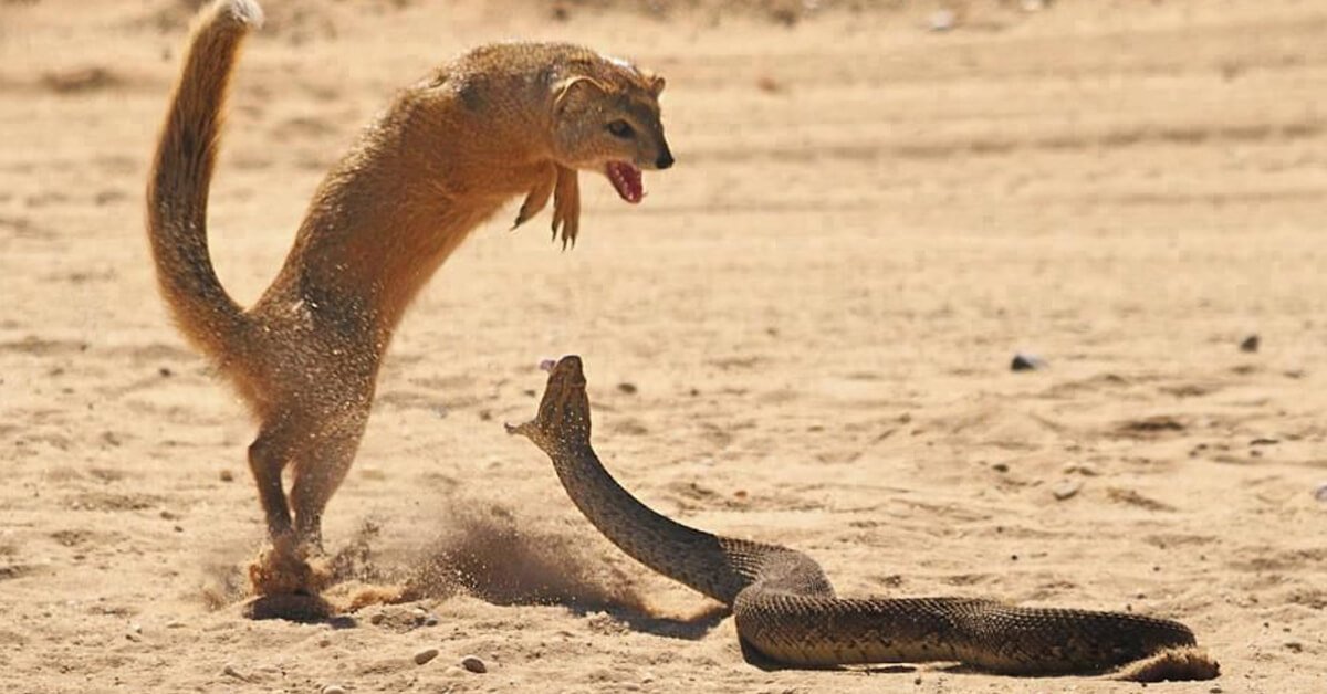 Viгal Video | Cobra and Mongoose Battle in Mid of a Road | Guess Who Wins - HopyTapy