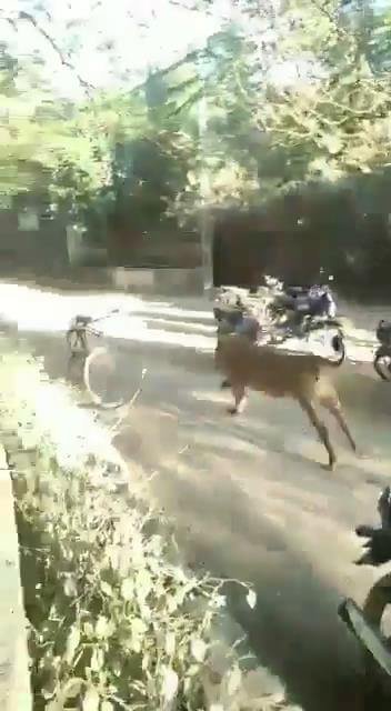 Lion in a Village of Gujarat