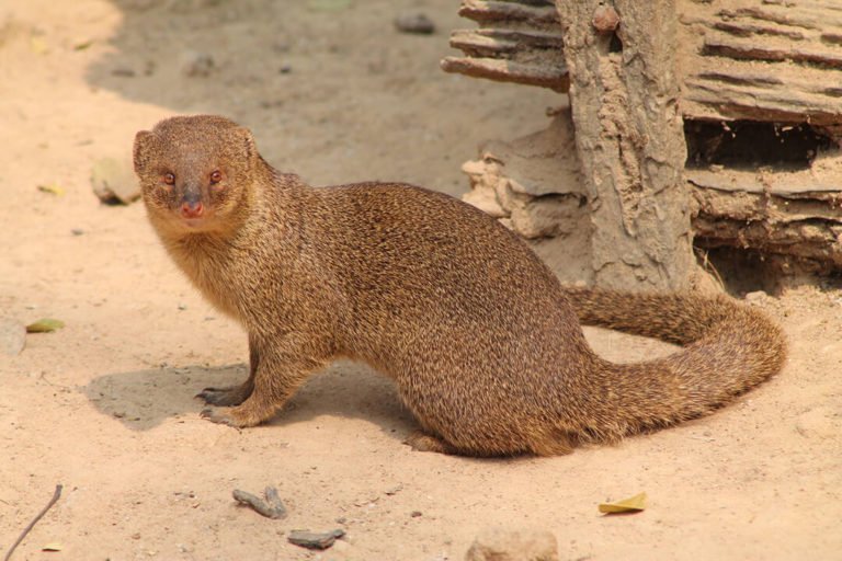 Viral Video Cobra And Mongoose Battle In Mid Of A Road Guess Who   Mongoose Cobra Mangoose Fight 768x512 