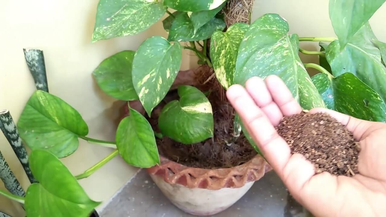 how-to-grow-money-tree-seeds