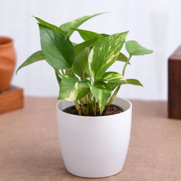 Do you know that Doing this Small Trick with Money Plant will bring ...